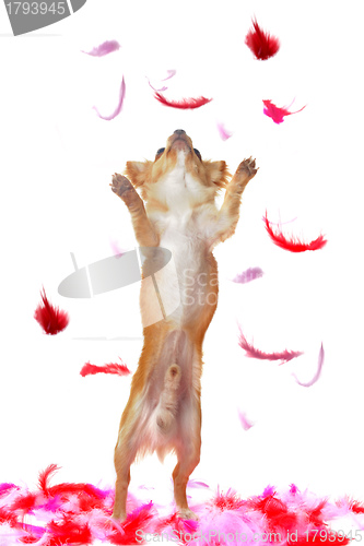 Image of puppy chihuahua with pink feather