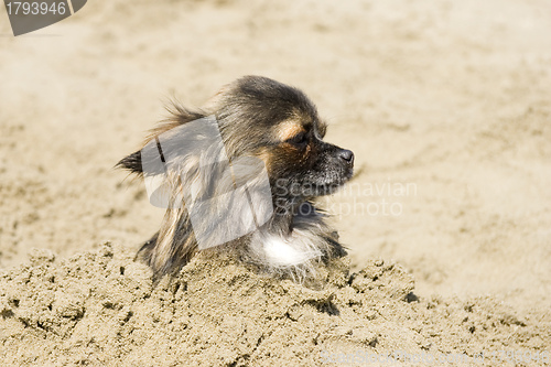 Image of chihuahua in the sand