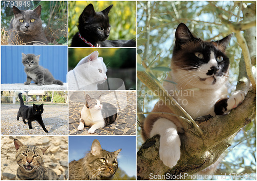 Image of cats