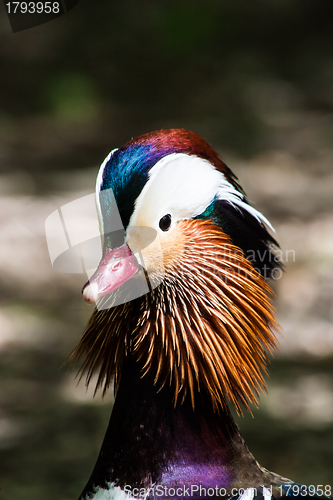 Image of Mandarin Duck