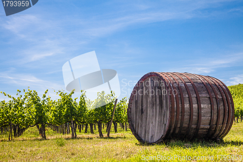 Image of Tuscany wineyard