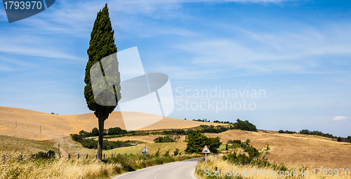 Image of Road in Tuscany