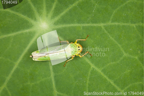 Image of Leafhopper - green insect