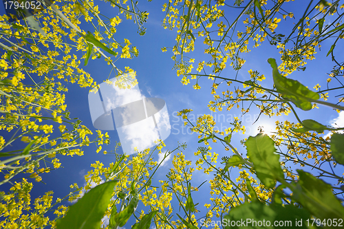 Image of Sky framed by flowering oilseed rape