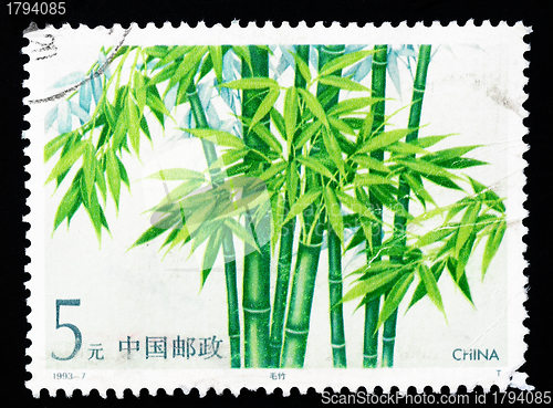 Image of CHINA - CIRCA 1993: A Stamp printed in China shows Mao Bamboo, circa 1993