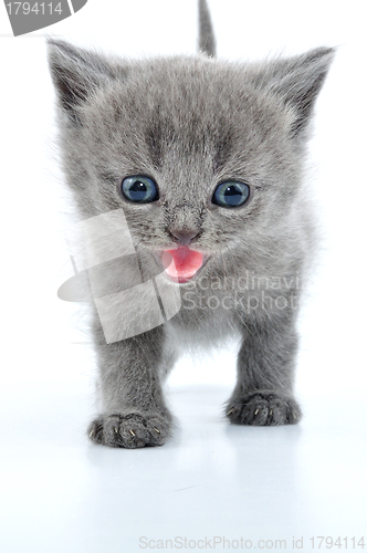 Image of fuuny grey kitten