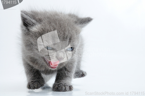 Image of fuuny grey kitten