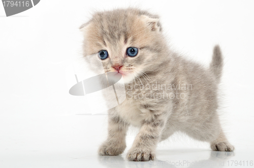 Image of fuuny kitten