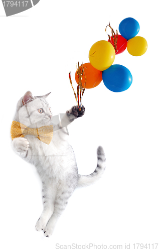 Image of cute silver tabby Scottish cat with bow and balloons