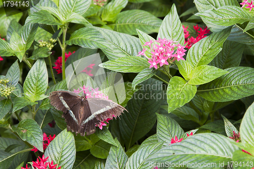 Image of Common Parides