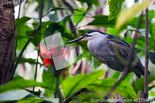 Image of Striated Mangrove Heron