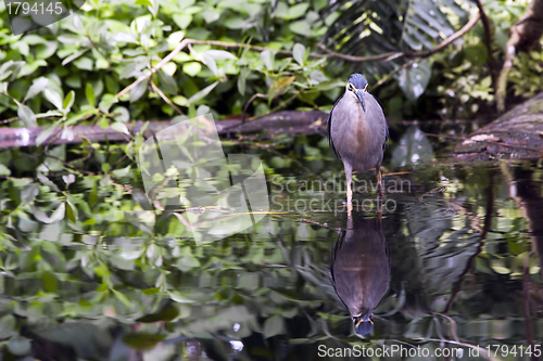 Image of Striated Mangrove Heron