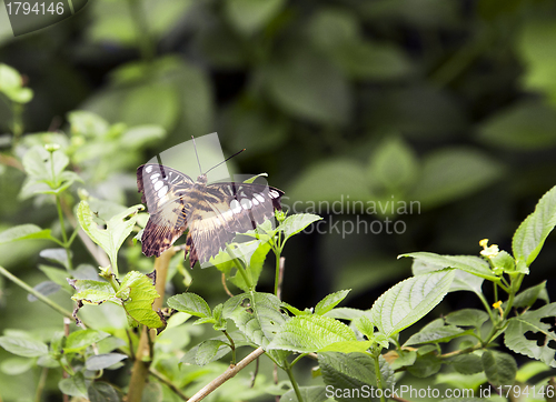 Image of Clipper butterfly