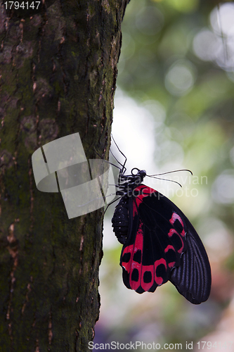 Image of Postman Butterfly