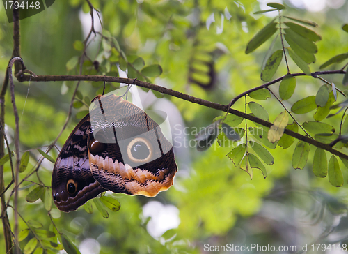 Image of Owl butterfly