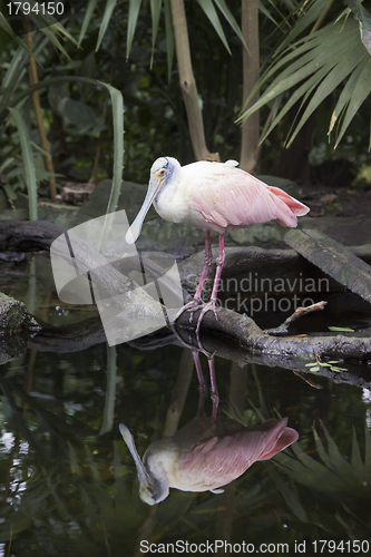 Image of Roseate Spoonbill