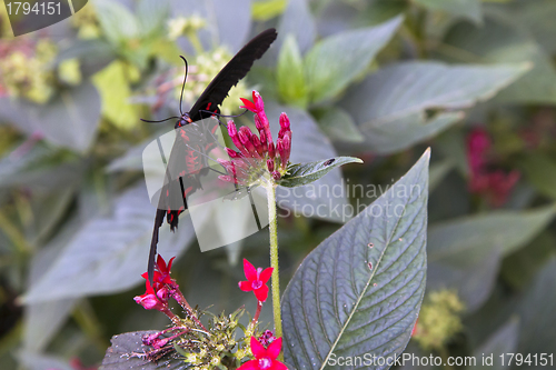 Image of Postman butterfly