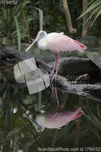 Image of Roseate Spoonbill