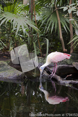 Image of Roseate Spoonbill