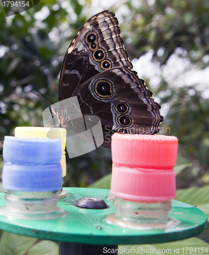 Image of Owl butterfly