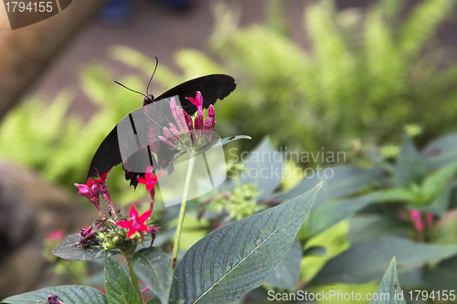 Image of Postman butterfly