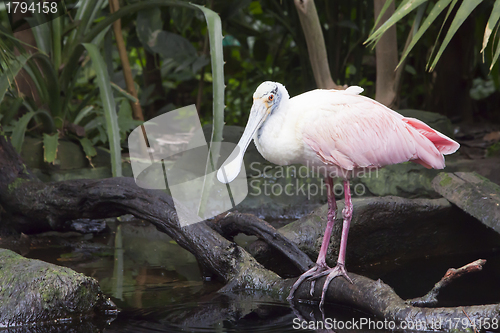 Image of Roseate Spoonbill