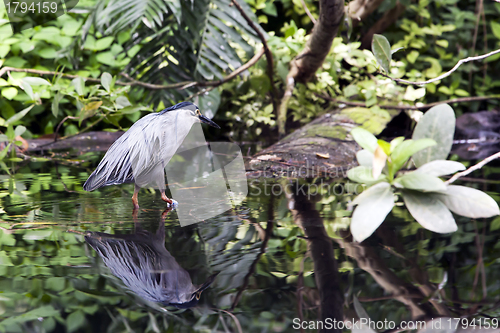 Image of Striated Mangrove Heron