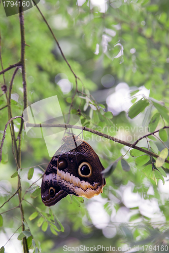 Image of Owl butterfly