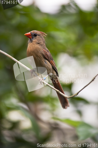 Image of Female red cardinal