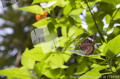Image of Malay Lacewing