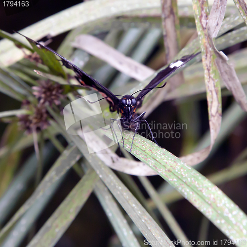 Image of Common Parides