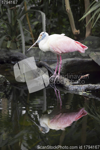 Image of Roseate Spoonbill