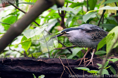 Image of Striated Mangrove Heron