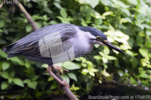 Image of Striated Mangrove Heron