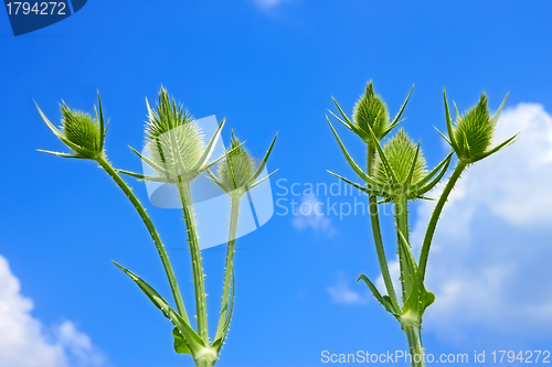 Image of Small teasel flowers