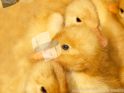 Image of Small ducklings on yellow