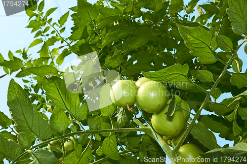 Image of Green tomatoes from below