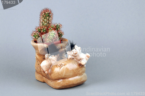 Image of Cactus in shoe pot