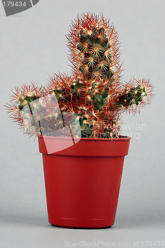 Image of Cactus