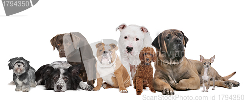 Image of Group of eight dogs