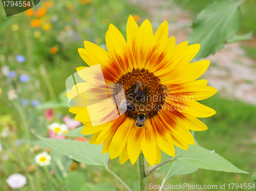 Image of Sunflower flower