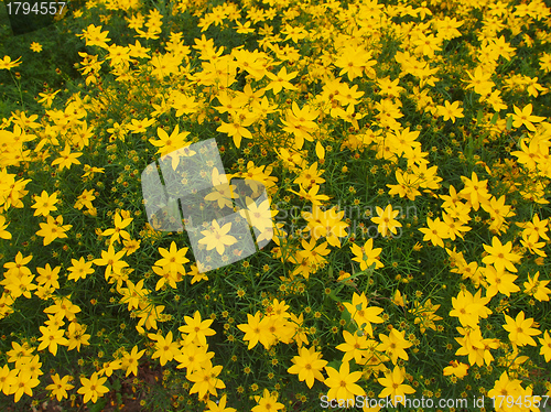 Image of Flowers