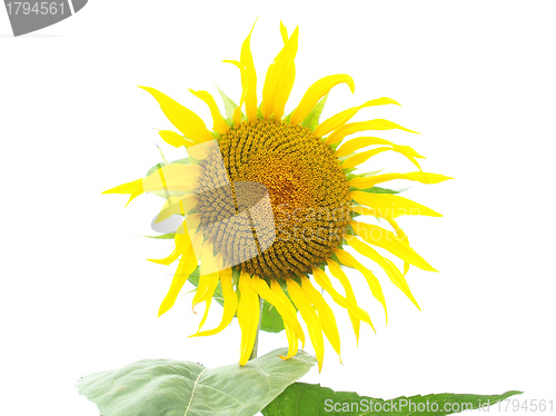 Image of Sunflower flower