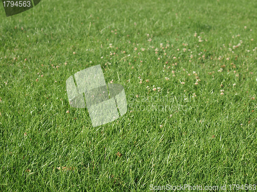 Image of Meadow grass