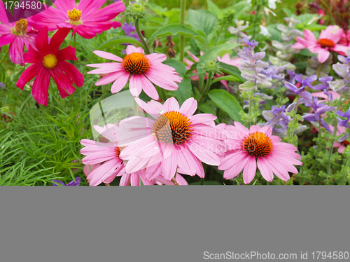 Image of Daisy flower