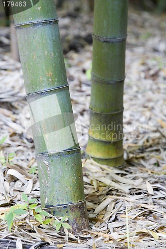 Image of Bamboo