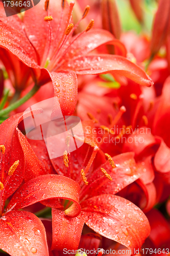 Image of red lilly flowers 