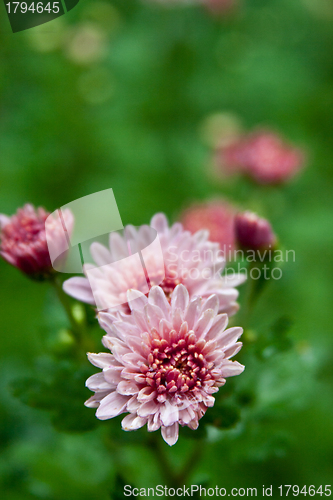 Image of Pink dahlia