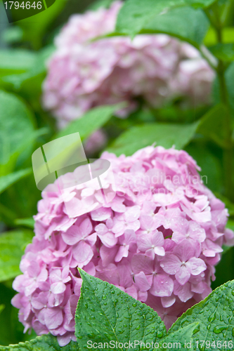 Image of pink hortensia 