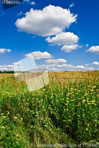 Image of Summer Landscape